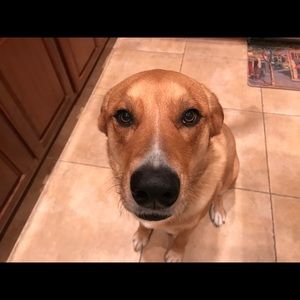 Meet your Posher, Helen